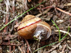 Helminthoglypta stiversiana