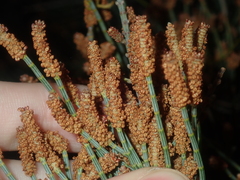 Casuarinaceae