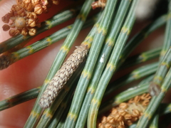 Casuarinaceae