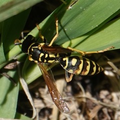Polistes dominula