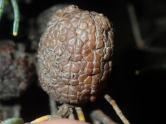 Casuarinaceae