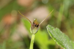 Pterostylis pedunculata