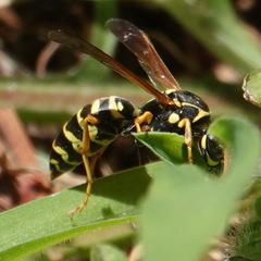 Polistes dominula