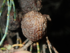 Casuarinaceae