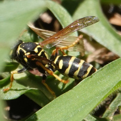 Polistes dominula