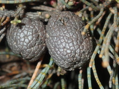 Casuarinaceae