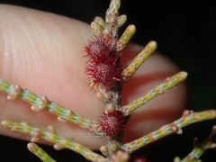 Casuarinaceae