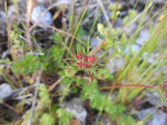 Daucus involucratus