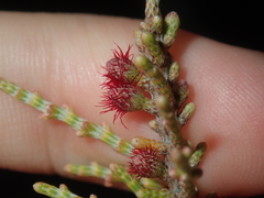 Casuarinaceae