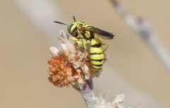 Philanthus multimaculatus