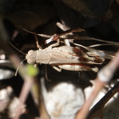 Calliptamus italicus