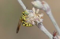 Philanthus multimaculatus