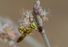 Philanthus multimaculatus