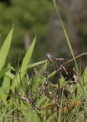 Prinia superciliaris
