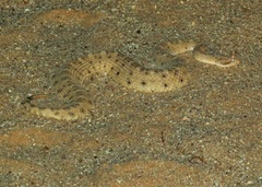 Crotalus cerastes cercobombus