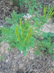 Polanisia dodecandra