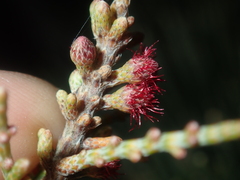 Casuarinaceae