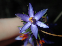 Calectasia