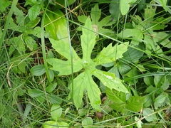 Petasites frigidus