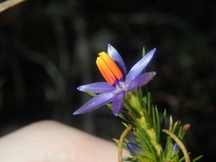 Calectasia