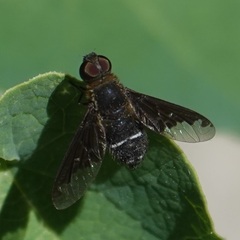 Hemipenthes velutina