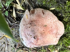 Lactarius chrysorrheus