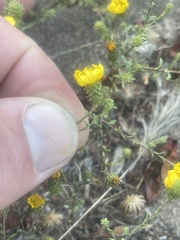 Lessingia pectinata pectinata