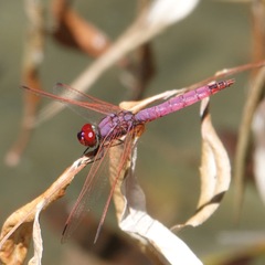 Trithemis annulata