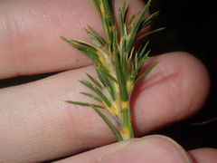 Calectasia