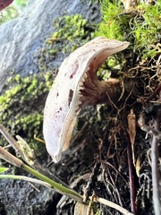 Lactarius chrysorrheus