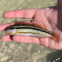 Halichoeres bivittatus