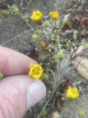 Lessingia pectinata pectinata