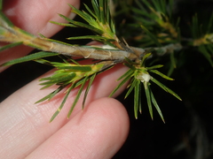 Calectasia