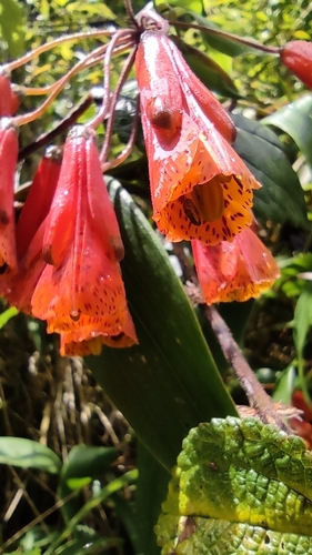 Bomarea hirsuta, photograph 6