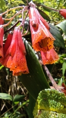 Bomarea hirsuta, photograph (c) Frank Dietze, some rights reserved (CC BY)