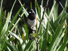 Pipilo erythrophthalmus alleni