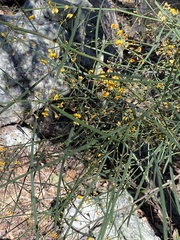 Daviesia wyattiana