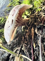 Lactarius chrysorrheus