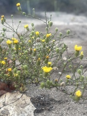 Lessingia pectinata pectinata
