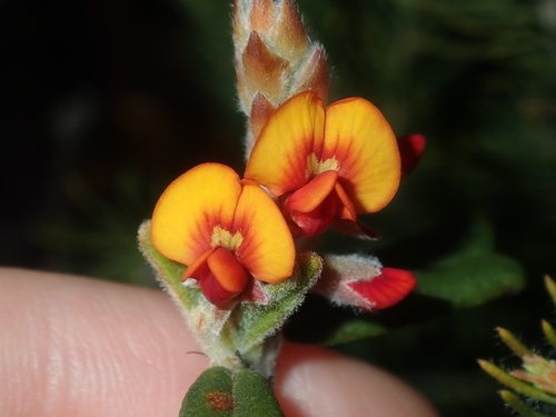 Image of Gastrolobium polystachyum by (c) Thomas Mesaglio, some rights reserved (CC BY)