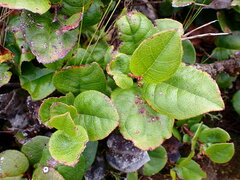 Gaultheria shallon