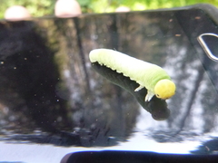 Cimbicidae