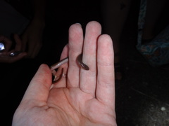 Carphophis amoenus amoenus