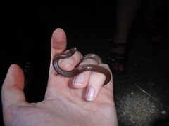 Carphophis amoenus amoenus