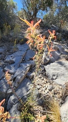 Castilleja linariifolia