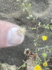 Lessingia pectinata pectinata