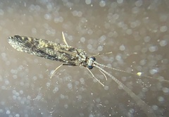 Hydropsychidae