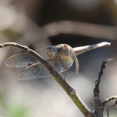 Crocothemis erythraea