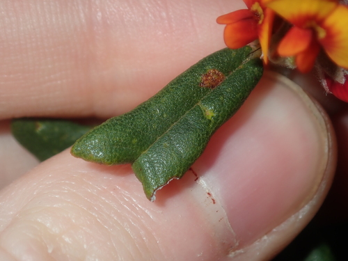 Image of Gastrolobium polystachyum by (c) Thomas Mesaglio, some rights reserved (CC BY)