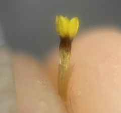 Lessingia pectinata pectinata